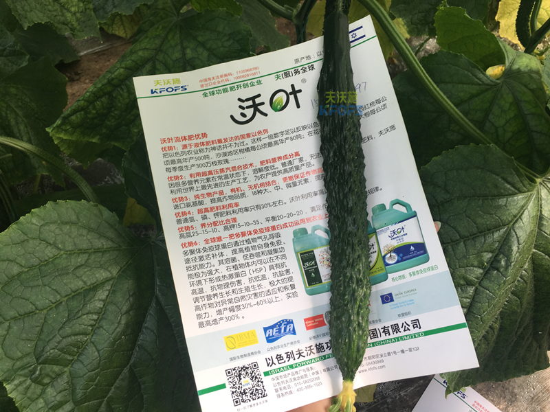 黃瓜的施肥時間及方法？