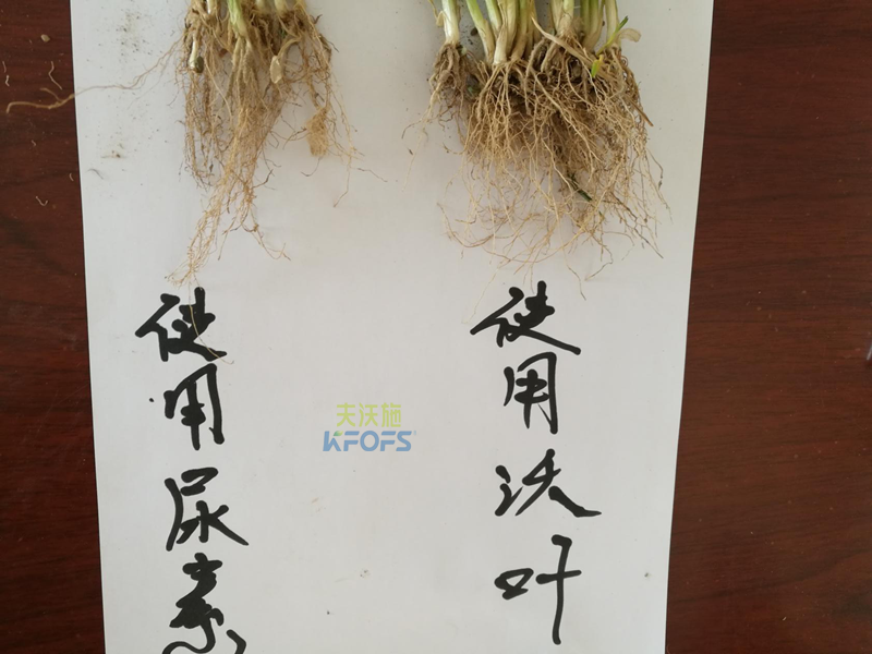 小麥拔節(jié)期用什么肥-沃葉效果對比.png