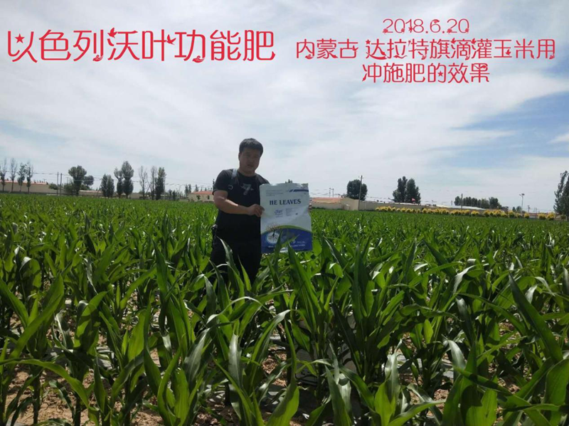 玉米高產(chǎn)施肥技術(shù)-沃葉沖施肥玉米.png