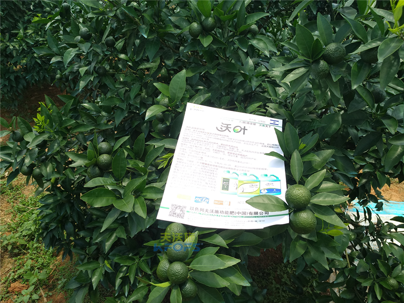 沖施肥哪個(gè)好？