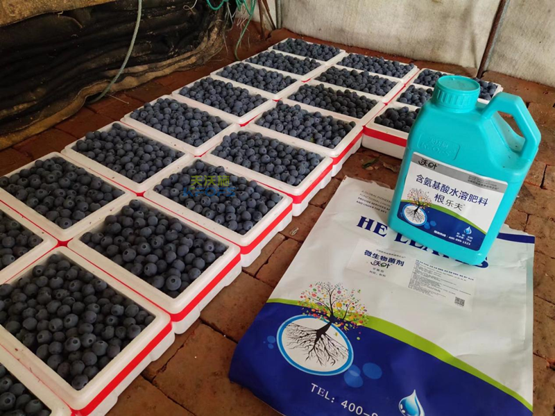 微生物菌劑，張總只認準沃葉的原因？