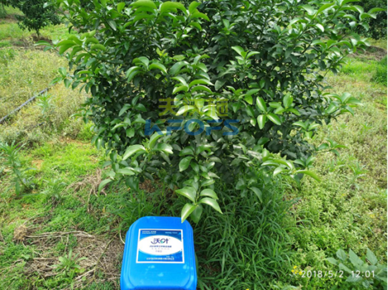 水溶肥在果樹(shù)上的施用-沃葉效果1.png