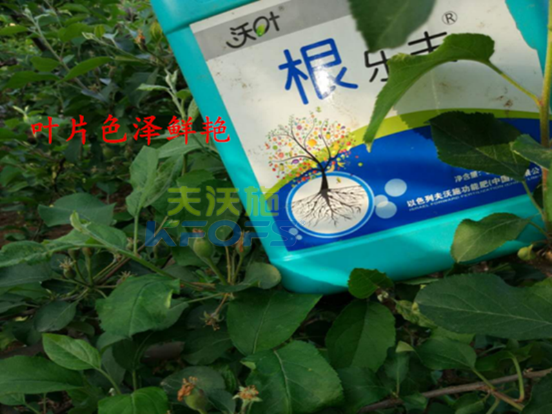 進(jìn)口沖施肥哪家好？