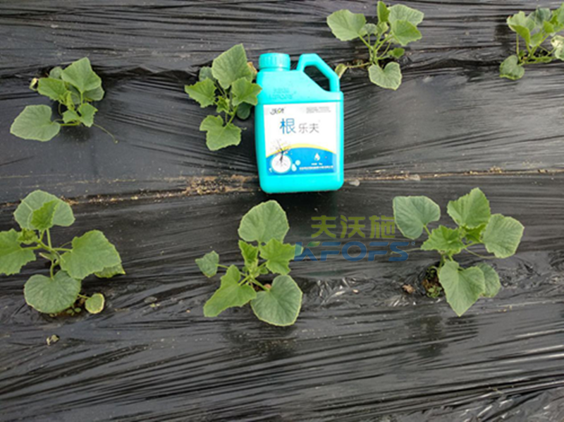 什么生根劑好？