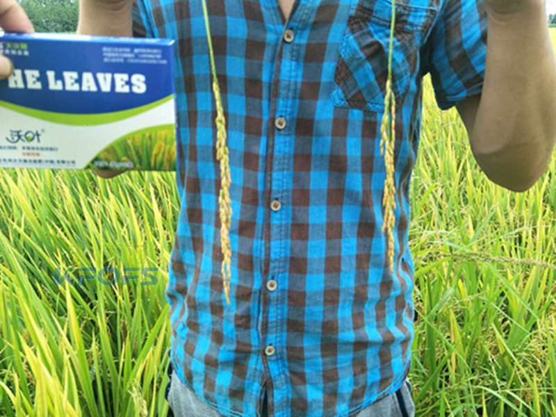 葉面肥噴施注意事項(xiàng)？