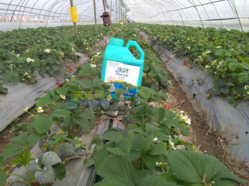 沖施肥如何選擇？1.png