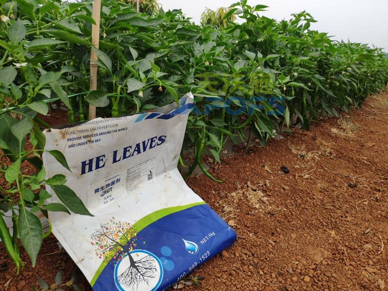 青椒種植用什么水溶肥-沃葉微生物菌劑.png