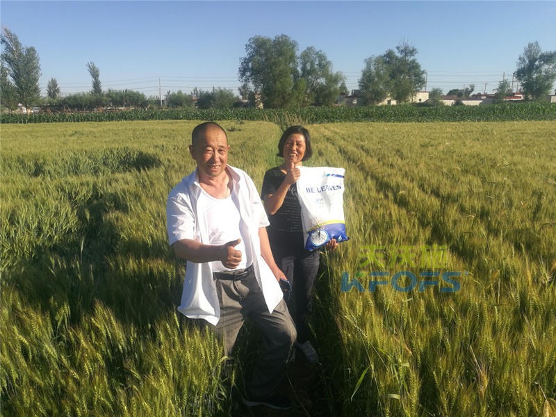 沖施肥在小麥上的使用？