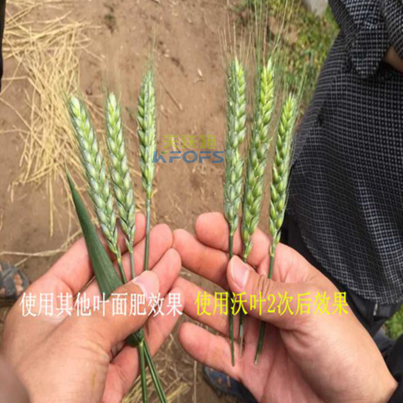 小麥葉面肥噴施的注意事項？