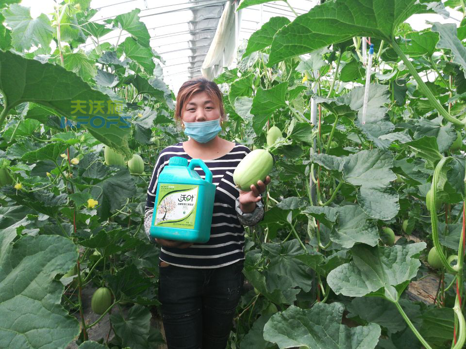 種甜瓜用什么肥料好 種甜瓜用什么肥料好