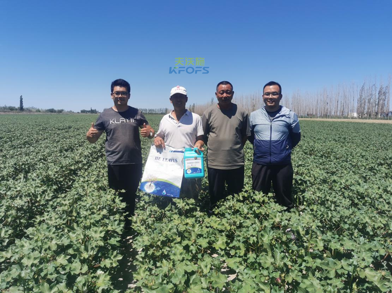 棉花高產(chǎn)施肥的種植技術(shù)-沃葉用戶見證.png