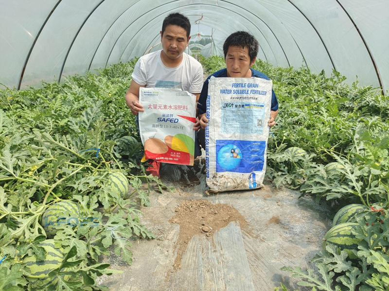 好點(diǎn)的水溶肥大概多少錢？夫沃施這樣說！