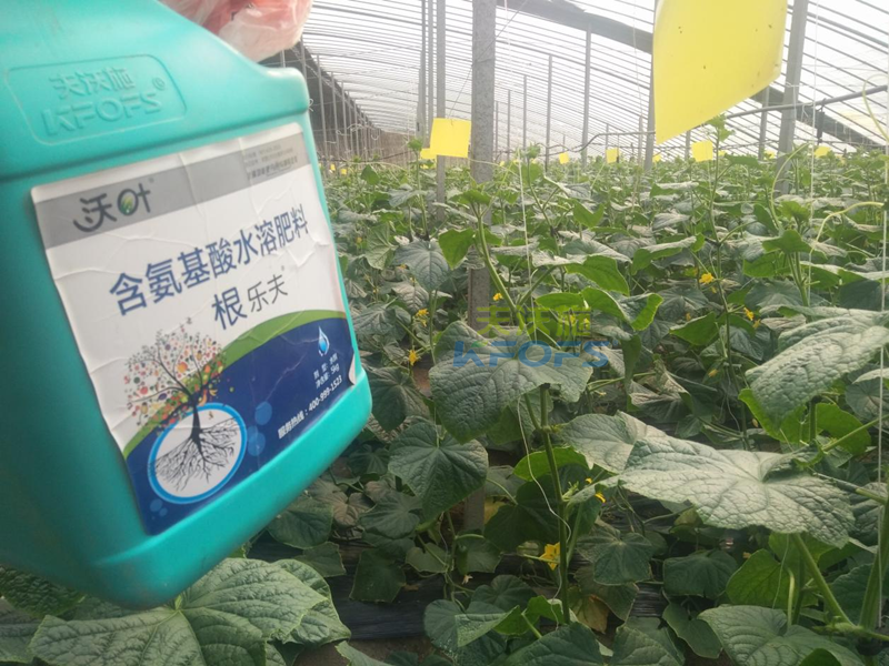 生根劑黃瓜落秧用有什么好處？