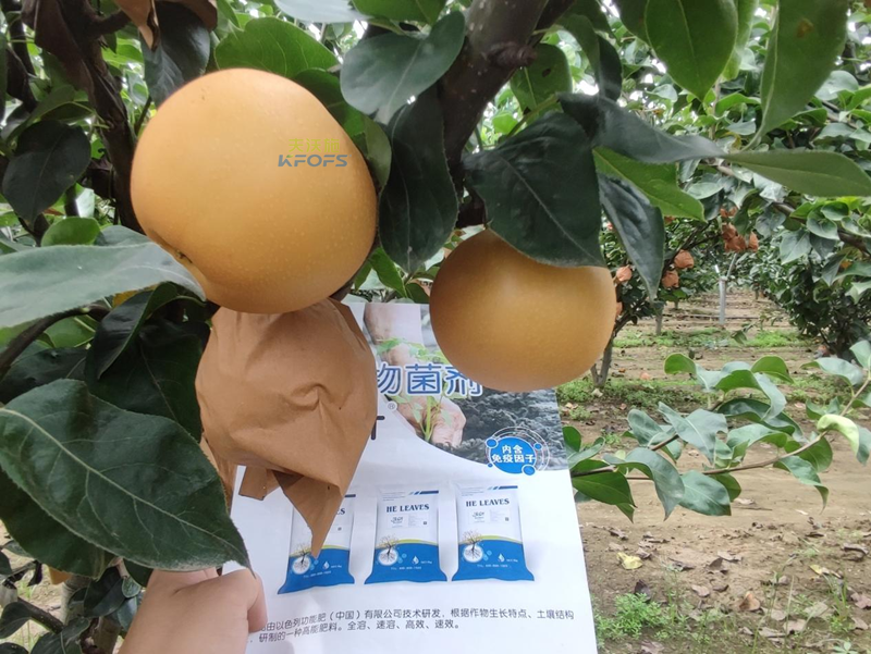 果實施肥-秋月梨用沃葉菌劑1.png