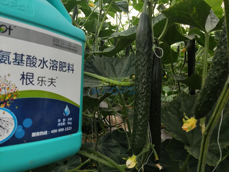 種黃瓜用什么肥料好-沃葉根樂(lè)夫.png