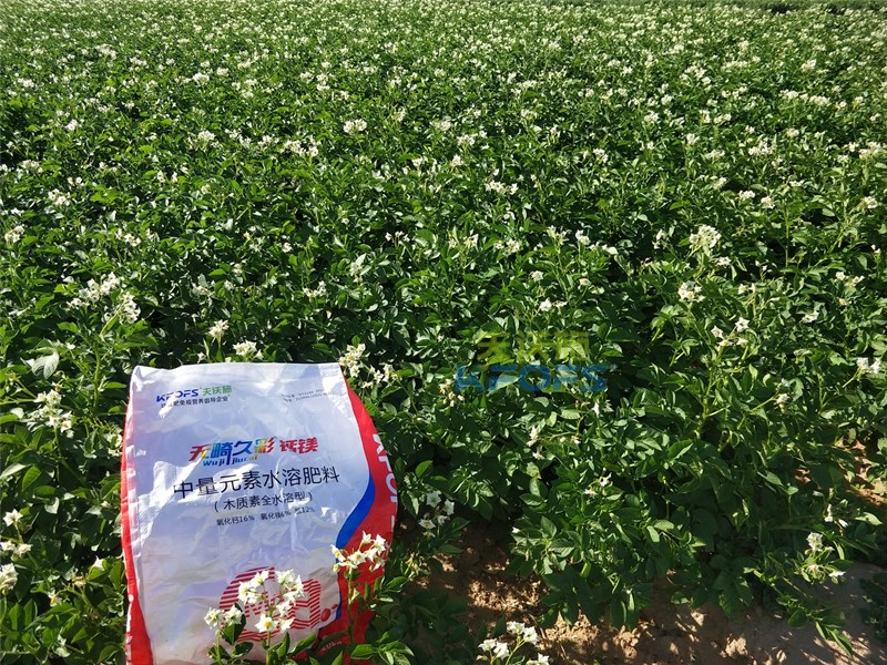 【已用】回訪時間：2022年7月23日，回訪地址：內(nèi)蒙古鄂托克前旗使用產(chǎn)品：無畸久彩鈣鎂，回訪作物： 土豆使用效果：土豆基地用木質(zhì)素型中量元素?zé)o畸久彩鈣鎂肥，長勢健壯，葉片肥厚，鈣鎂同補，整體長勢很好 (2).jpg