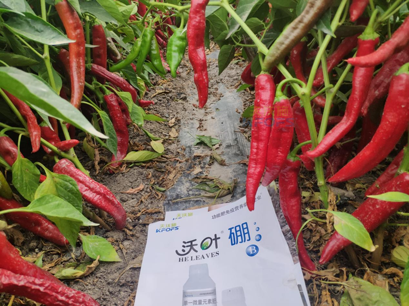 辣椒管理與施肥技術(shù)，夫沃施科普