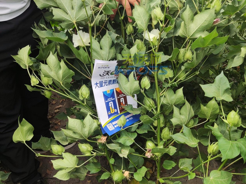 棉花施什么肥產(chǎn)量高？