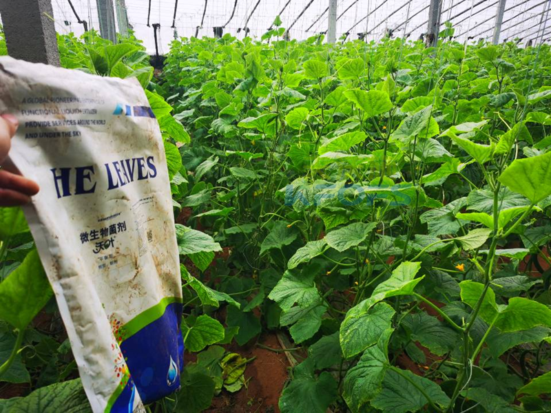 微生物菌劑用在黃瓜上效果好不好？