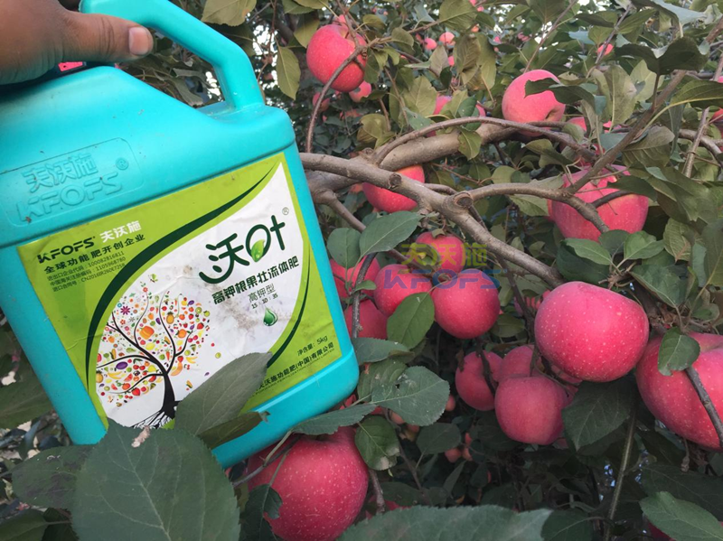 蘋果用什么水溶肥好-沃葉流體肥.png