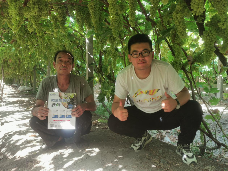 葡萄施什么肥？這款認(rèn)可度高