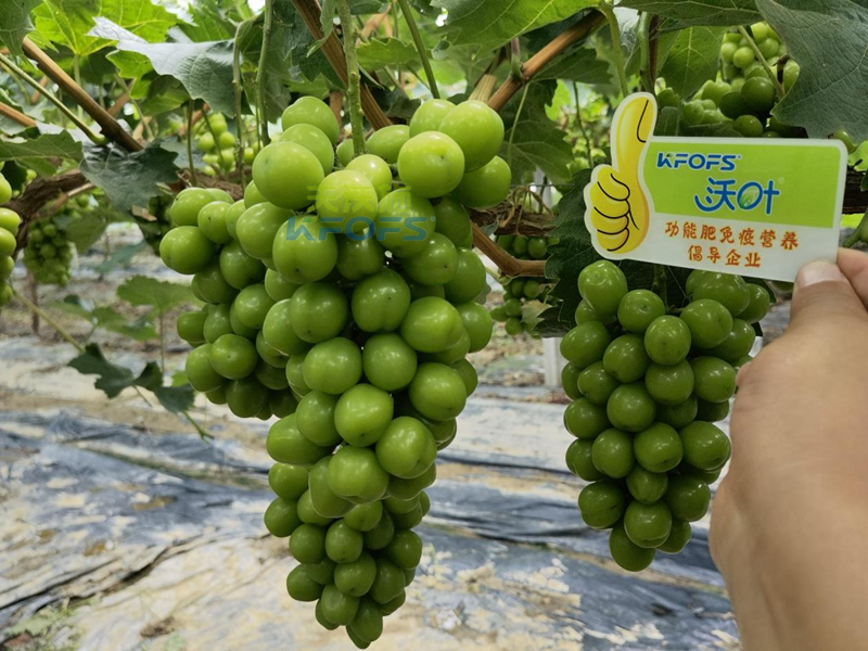 水溶肥，果樹(shù)種植戶認(rèn)準(zhǔn)夫沃施