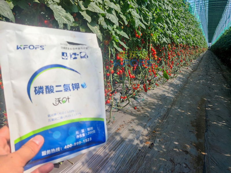 磷酸二氫鉀哪家好？張總選擇沃葉