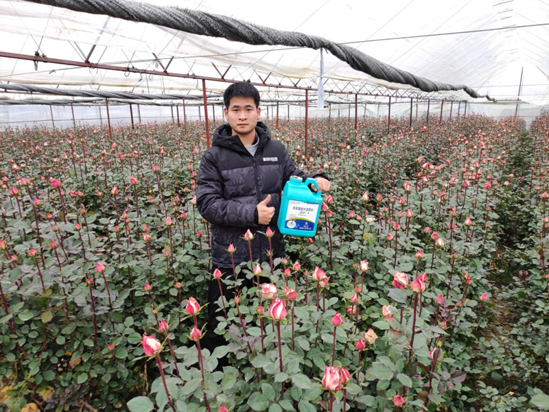 水溶肥用在花卉上，你選的哪一款？