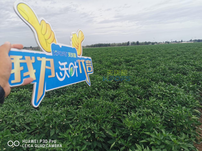 辣椒用什么肥料效果好？