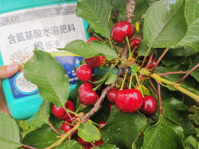 水溶肥哪家好？為何他們選沃葉？