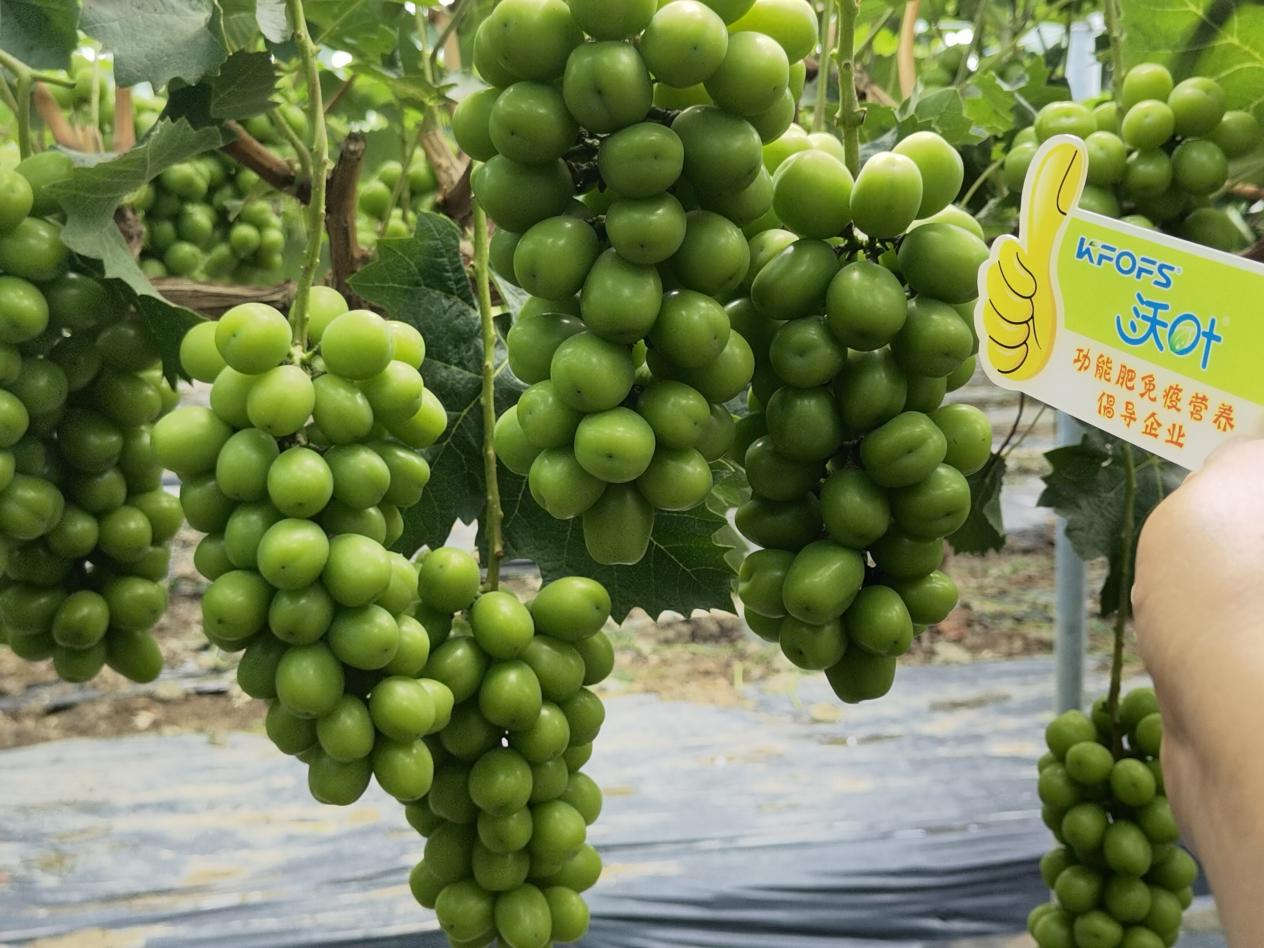 水溶肥選哪家？李總選沃葉