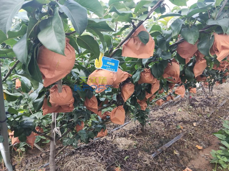 果實(shí)膨大肥用什么肥好？秋月梨為例