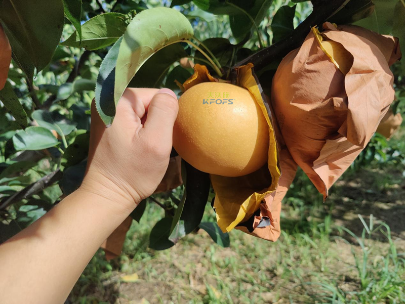 秋月梨用什么水溶肥？李大叔推薦采法特