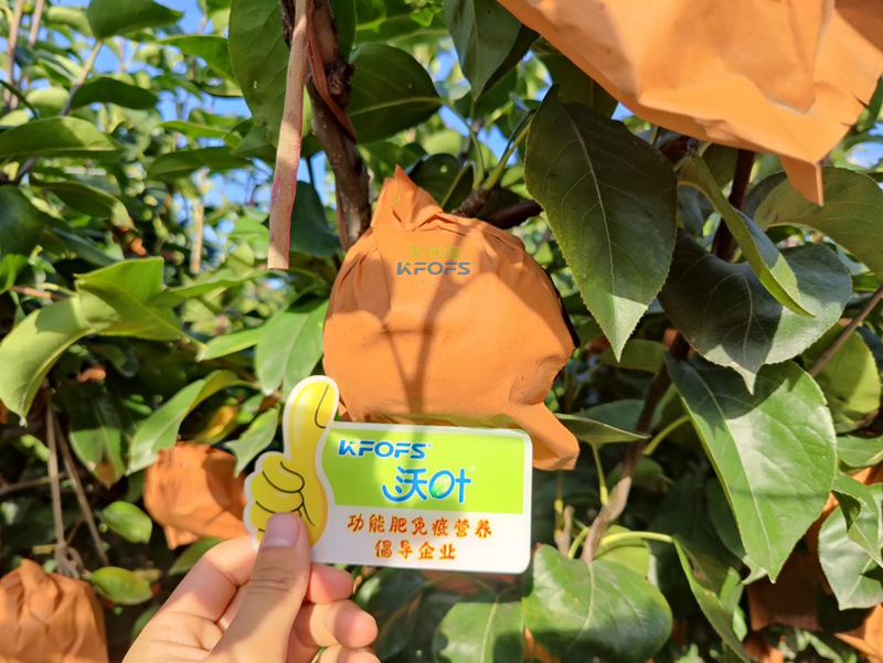 梨樹用什么肥料產(chǎn)量高？