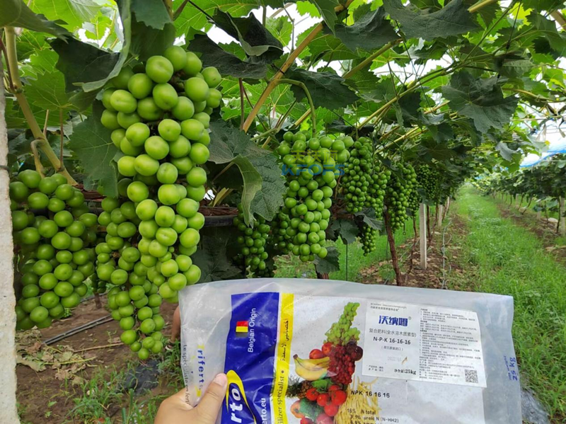 陽(yáng)光玫瑰葡萄秋施基肥怎么施-沃納姆水溶肥_副本.png