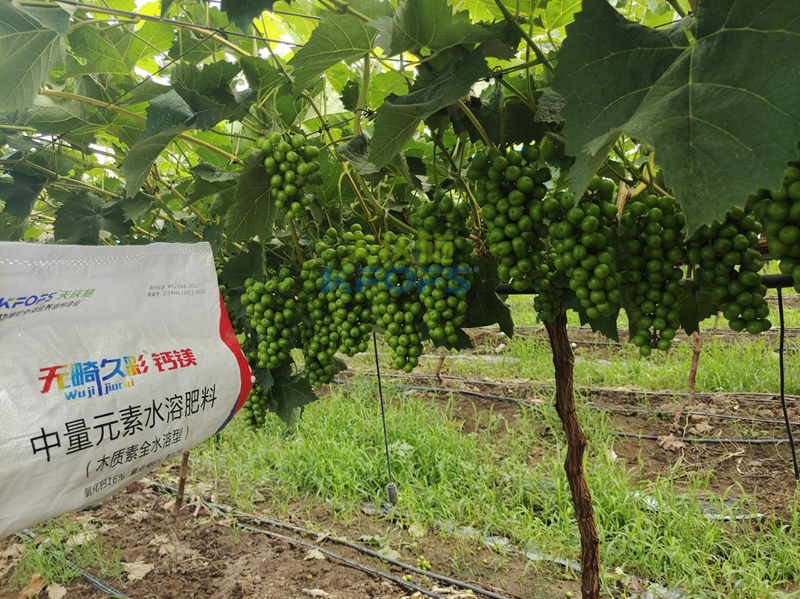 陽(yáng)光玫瑰葡萄秋施基肥怎么施-無畸久彩鈣鎂.png