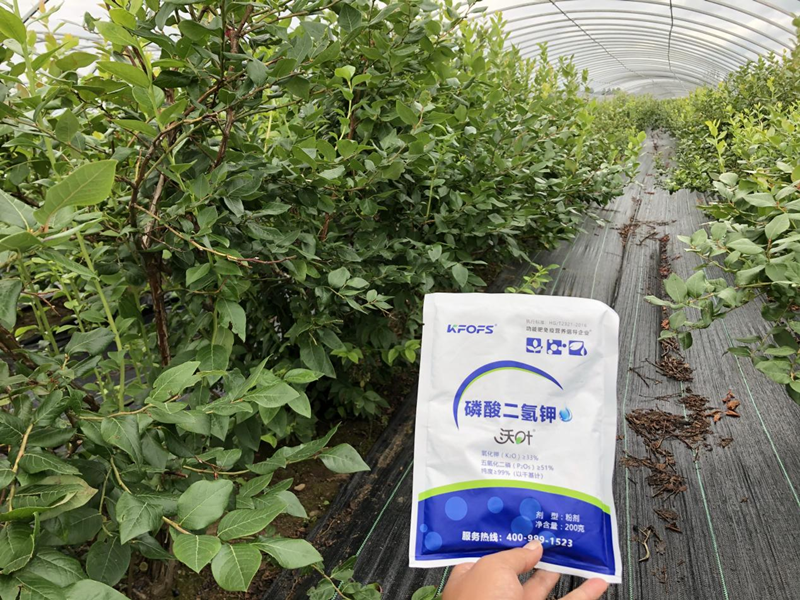 磷酸二氫鉀怎么用效果好？