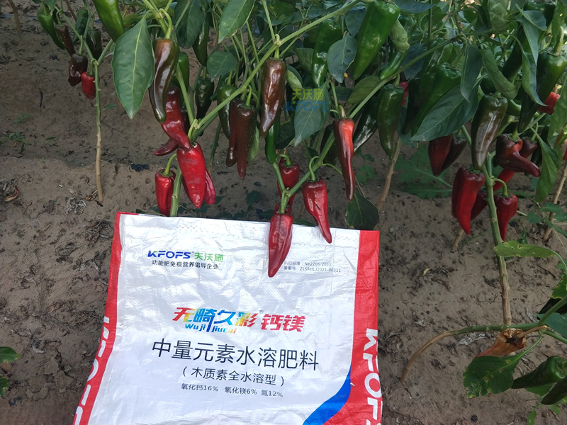 鈣肥對辣椒的作用-無畸久彩鈣鎂肥.png