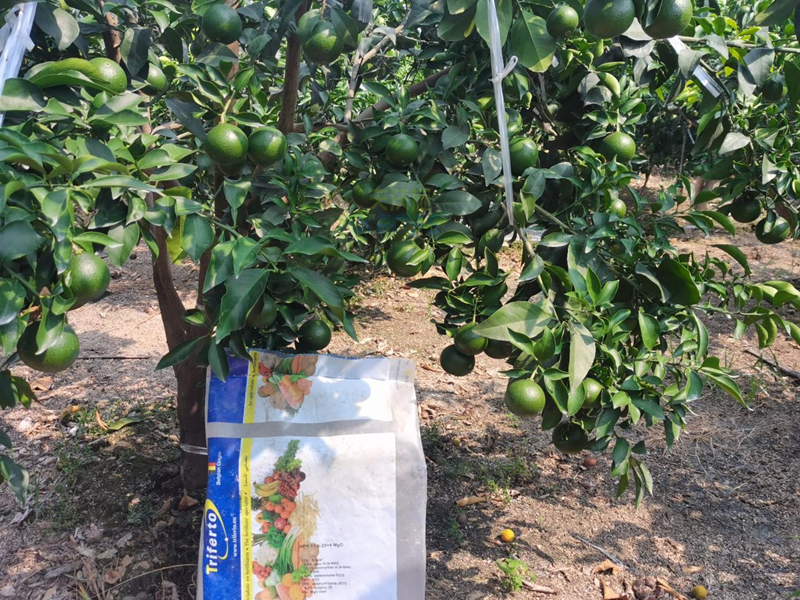 柑橘水溶肥選哪個(gè)？張大叔告訴你答案！