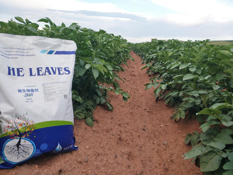 水溶肥用在土豆上效果怎么樣？