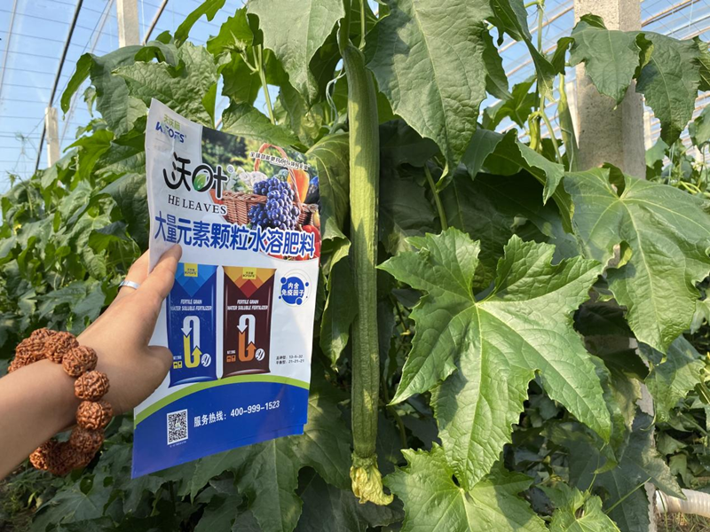 蔬菜施什么肥長(zhǎng)得快又好？