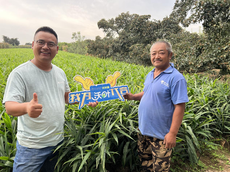 大姜用什么肥料產(chǎn)量高？