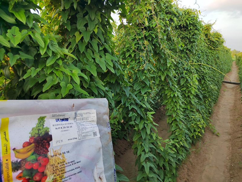 水溶肥用在山藥上效果好不好？