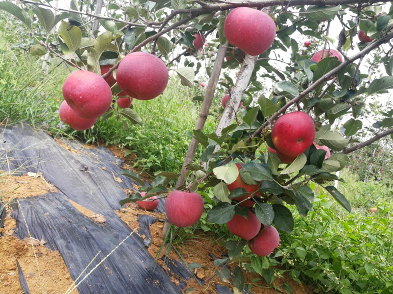 水溶肥選哪家？張總認(rèn)可采法特