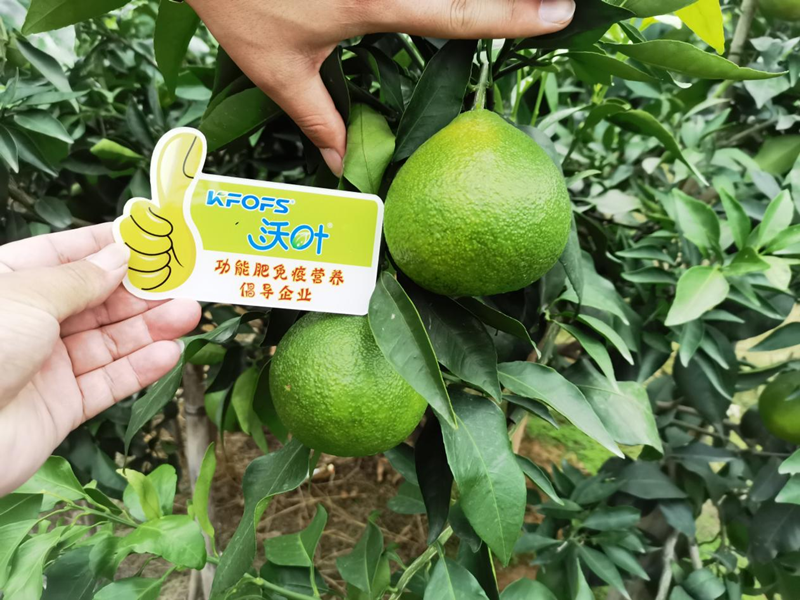 水溶肥選得好，柑橘產(chǎn)量少不了