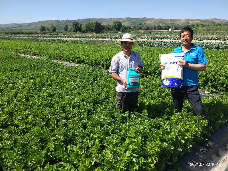 蔬菜用什么水溶肥效果好？