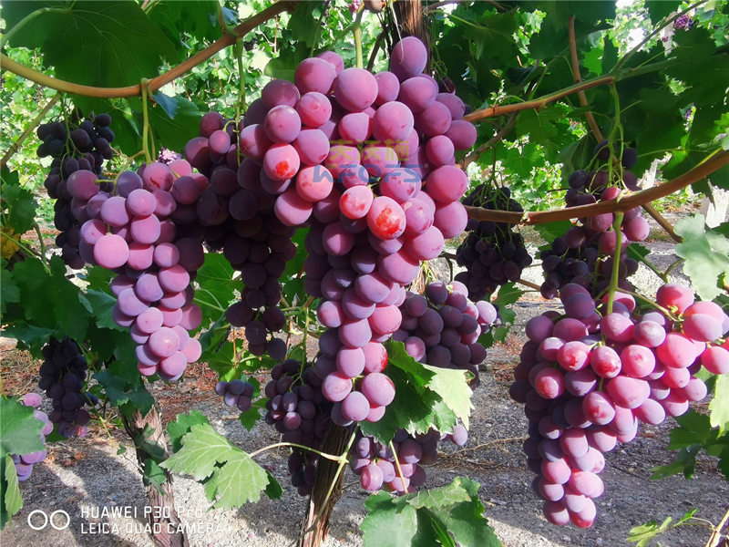 葡萄秋季施肥用什么肥料？附全套方案