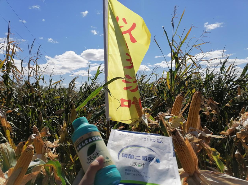 水溶肥用在玉米上，保質(zhì)又增產(chǎn).png