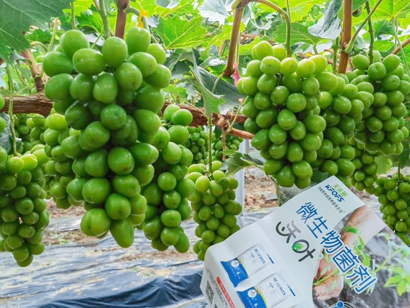 葡萄施肥用什么肥料？王大叔選這款