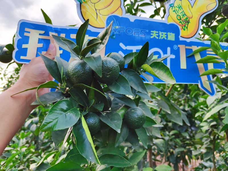 果樹用什么水溶肥效果好？他們認(rèn)可這款